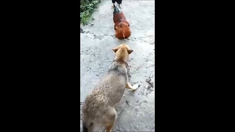 funny dog fight with Hen and dog hai