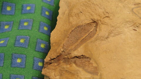 Fossil Seed Pod (Nyssidium arcticum) - Paleocene