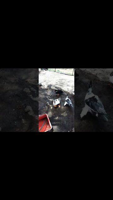 Good morning Christopher and ducks 4th December 2022