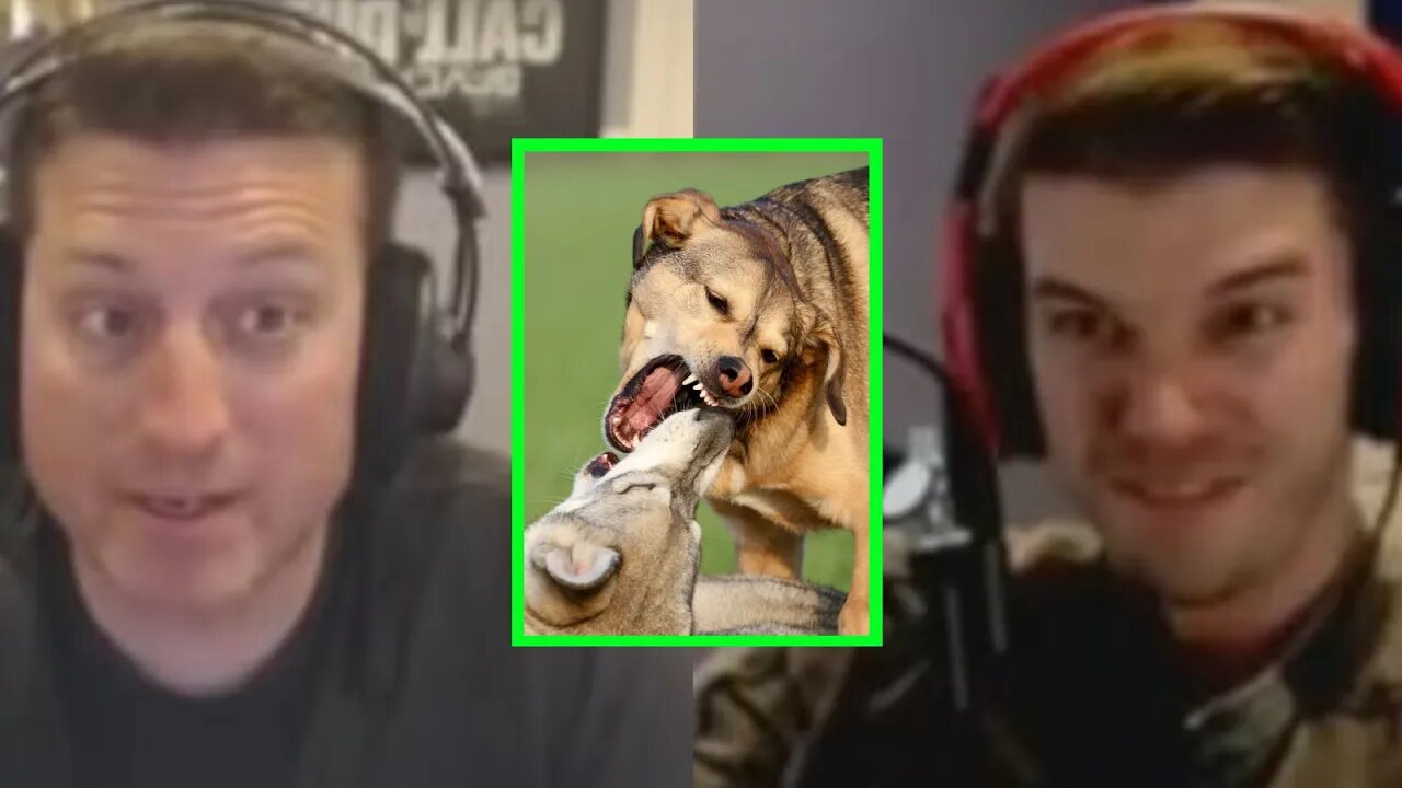 Dogs fighting | PKA