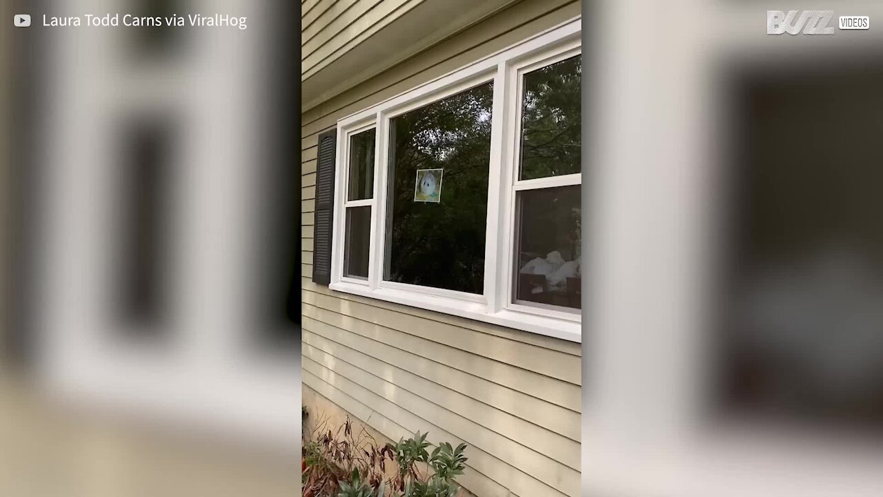 Jovem tenta convencer os pais a dar-lhe um hamster