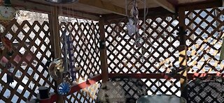 Wind Chimes A La Mode IV