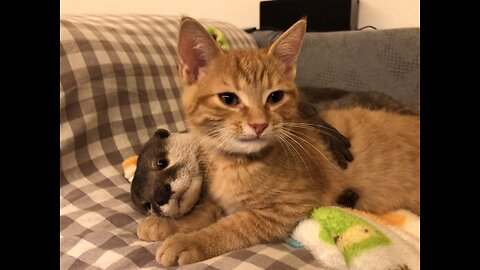 Otter 🦦 and cat 🐱 in the house, very interesting