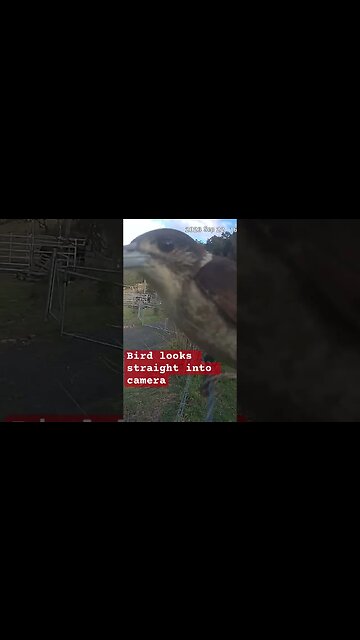 Bird looks into camera. Cute 🥰