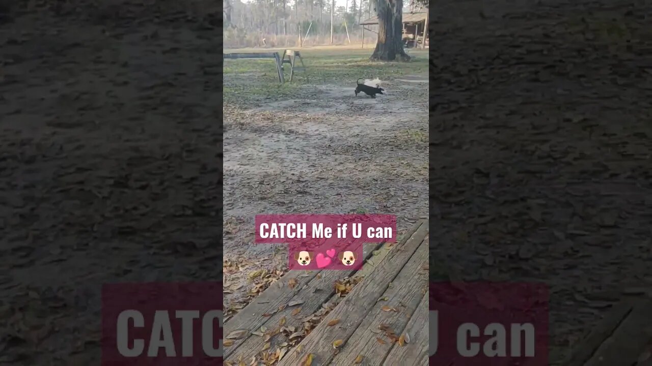 @love2sharevideos CATCH Me if U Can my friend!!#funnydogs #dogs