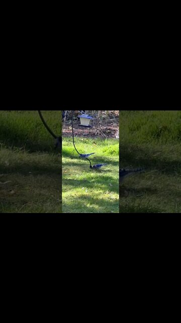 Blue Jay Coming in Hot 🦅