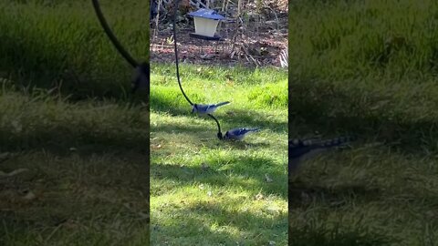 Blue Jay Coming in Hot 🦅