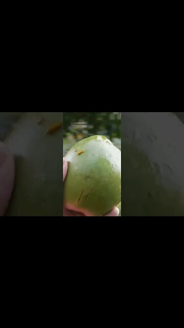 Coconut fall from Tree and Cacao Tree #coconut #cacaotree #shorts