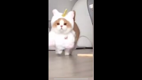 CUTE FUNNY CAT DANCING TO BABY SHARK!!