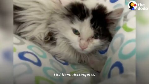 Giving A Hissing Feral Kitten A Bath And This Happens... | The Dodo Faith = Restored