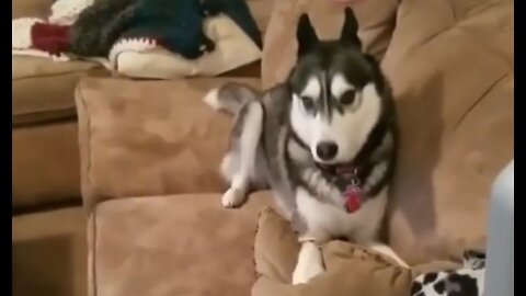 Husky throws temper Tantrum. FUNNIEST !