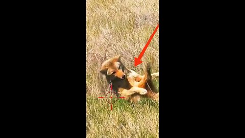 Hunting Coyotes #shorts #cat #animals #hunter #134