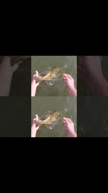 Smallmouth fishing in Ohio creeks