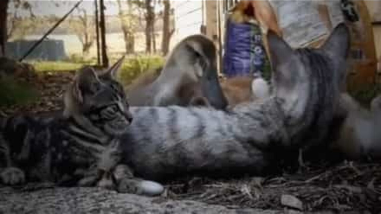 A amizade entre um pato abandonado e... gatinhos