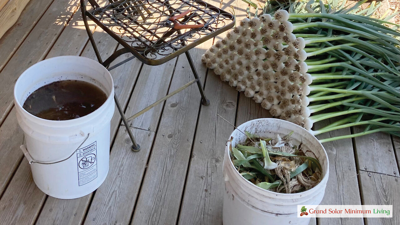 Cleaning Garlic After Harvesting To Prepare For Storage