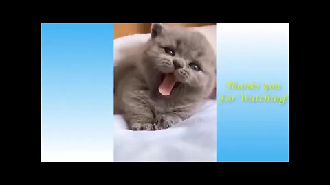 Cuteee cats funny moments