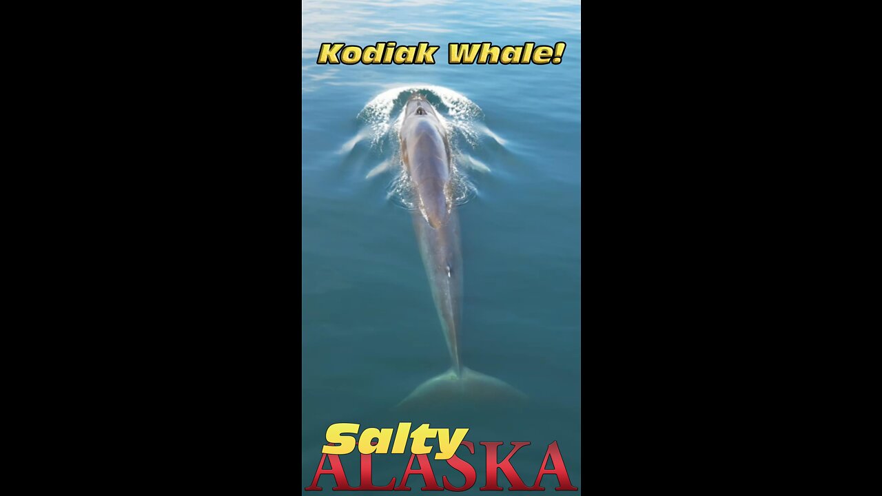 Short video of a whale near Kodiak Island, Alaska