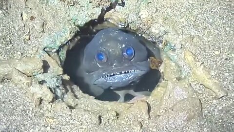 Creepiest Fish In Any Ocean?