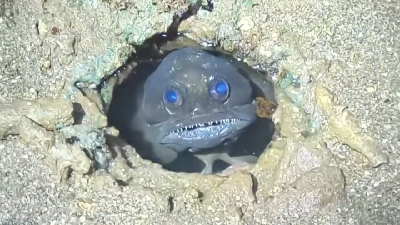 Creepiest Fish In Any Ocean?