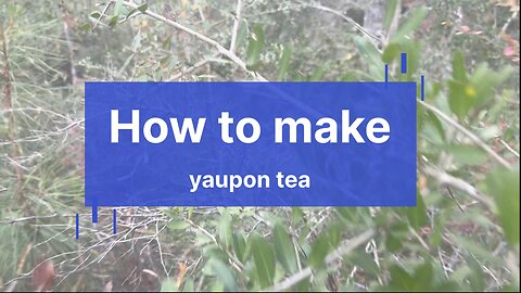 How to make yaupon tea (all you need to know)
