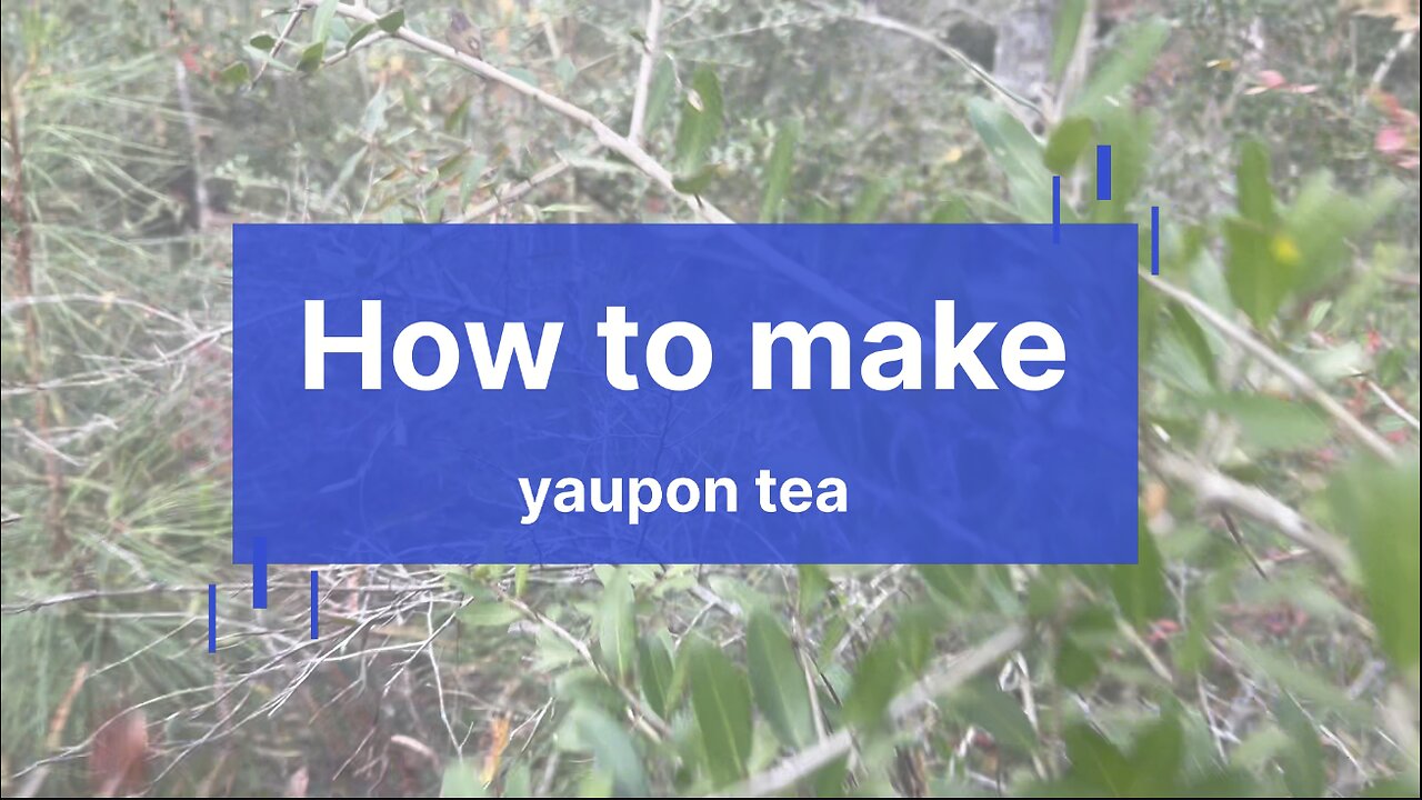 How to make yaupon tea (all you need to know)
