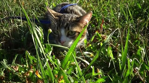 Kitten Camouflage