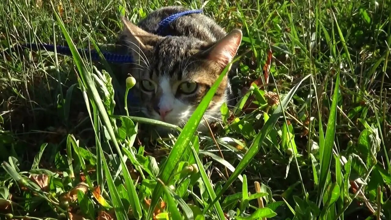Kitten Camouflage