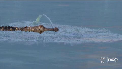 Co-existing with alligators