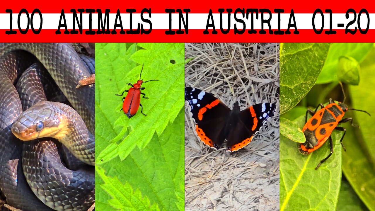 100 animals in Austria 01-20 / A very nice video with the diverse animal world in Austria.