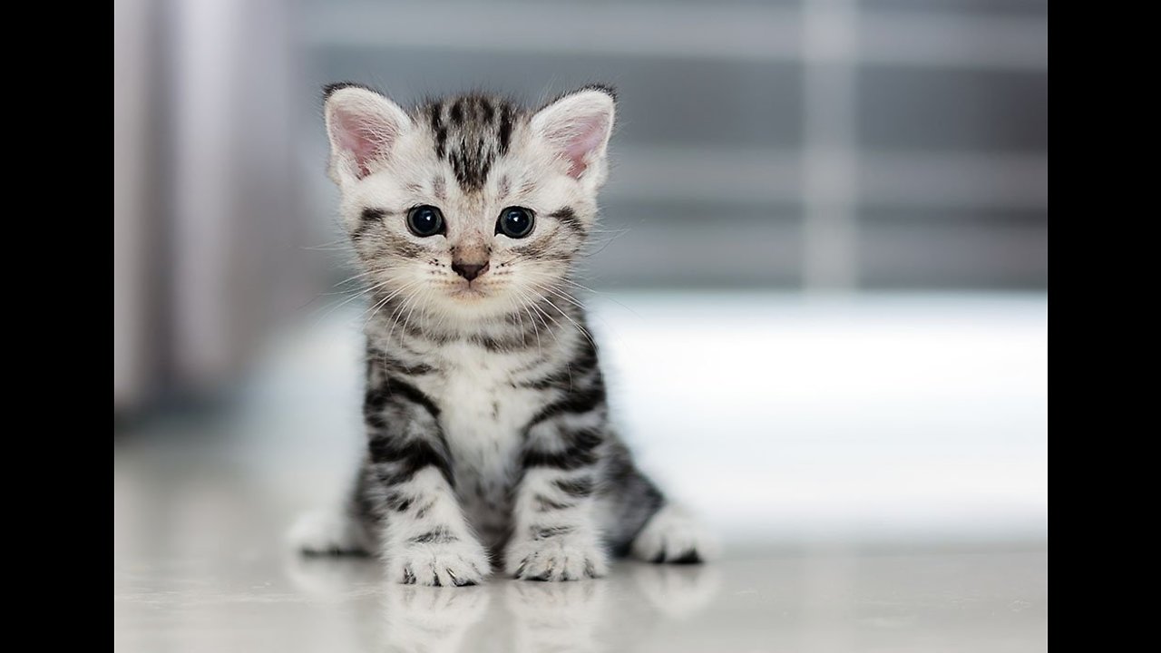 Man discovers 3 kittens under hood of car