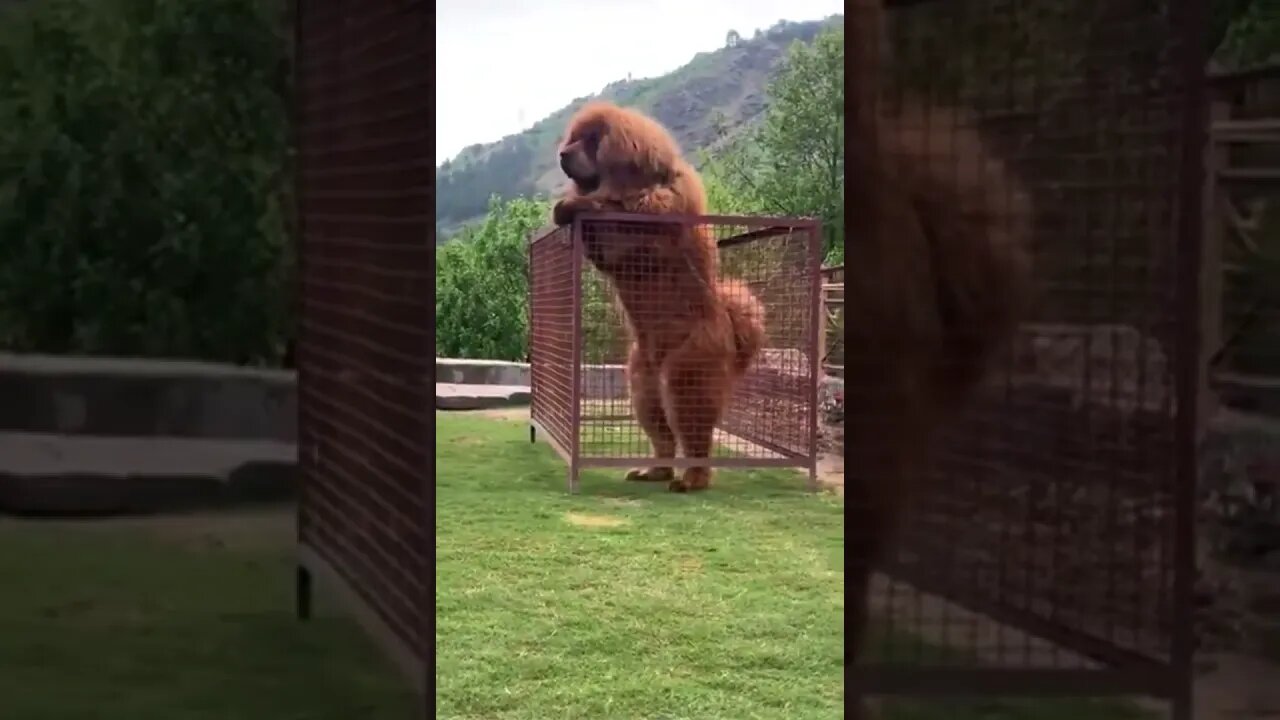 A Glimpse of a Huge Tibetan Mastiff