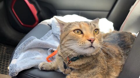Milo The Truck Cat goes to the Vet.
