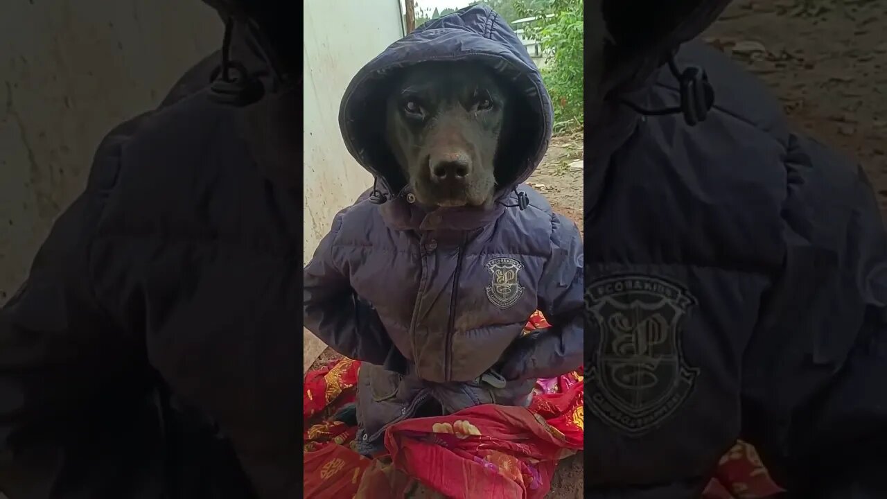 When Dog Holiday in Alaska #shorts #funnyvideo