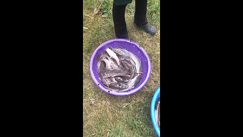 Fish Harvest