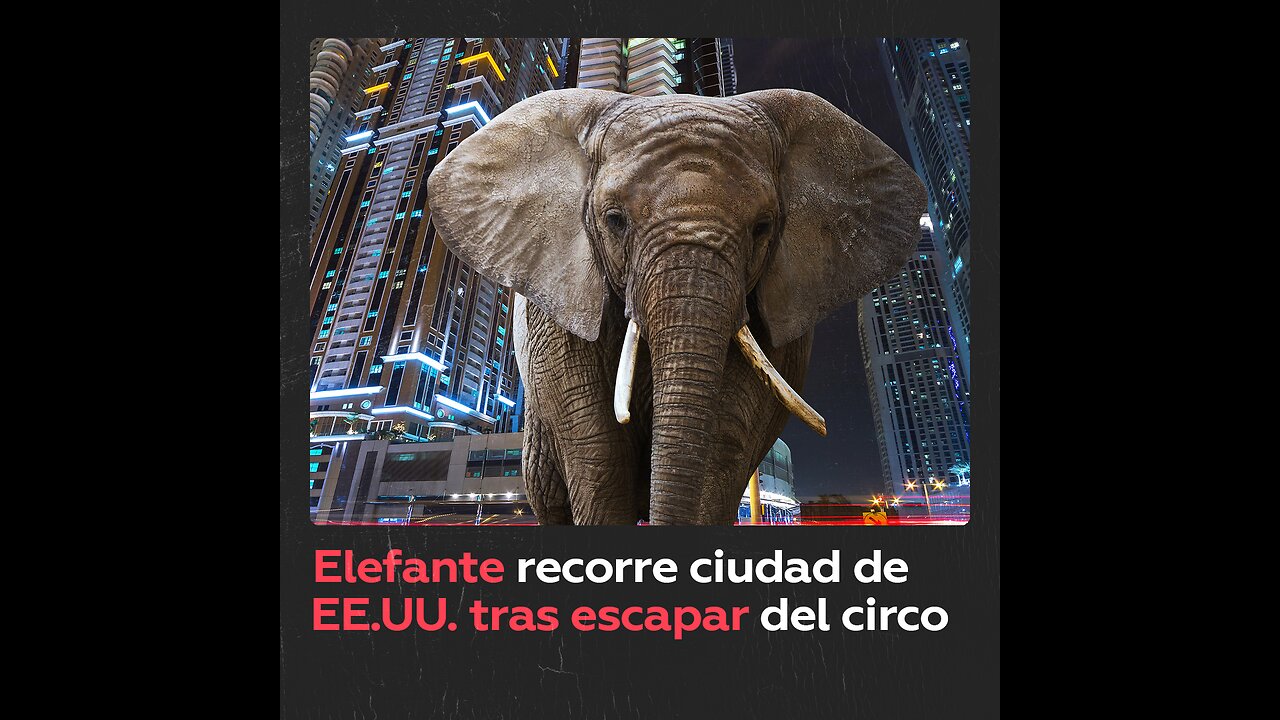 Elefante escapa de un circo en Montana, EE.UU.