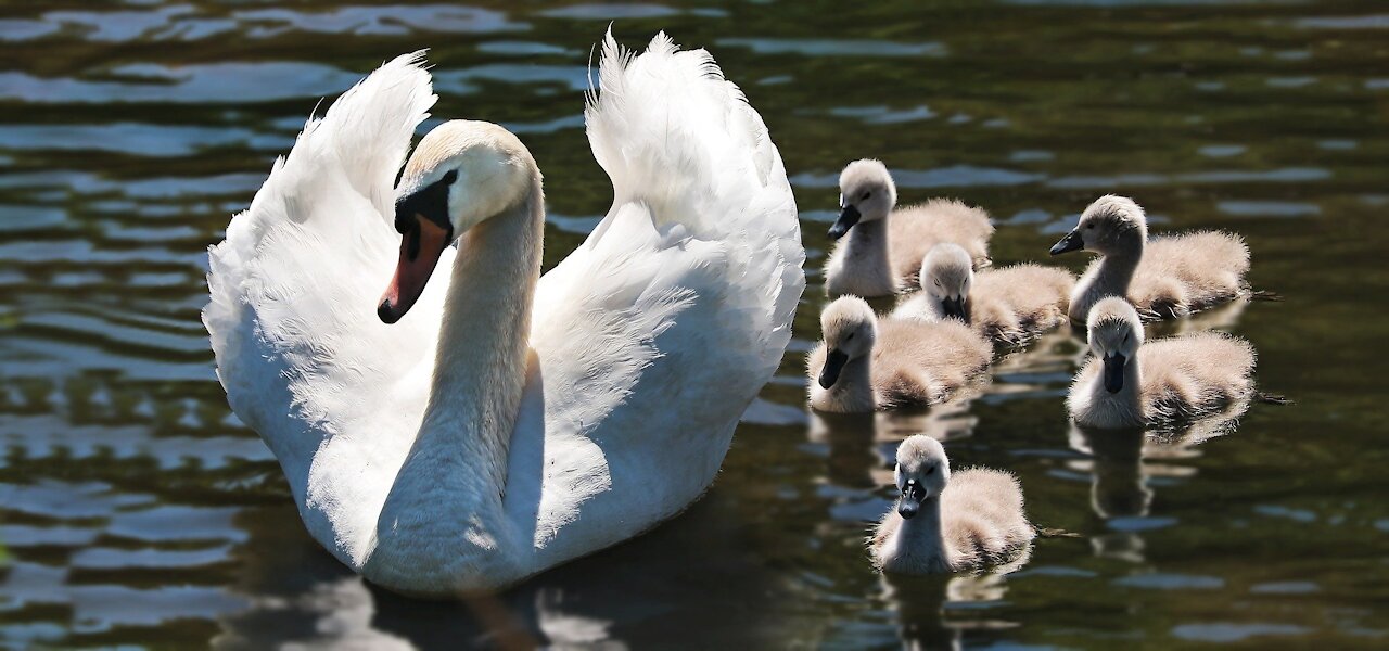 funny swans ducks water white bird animal