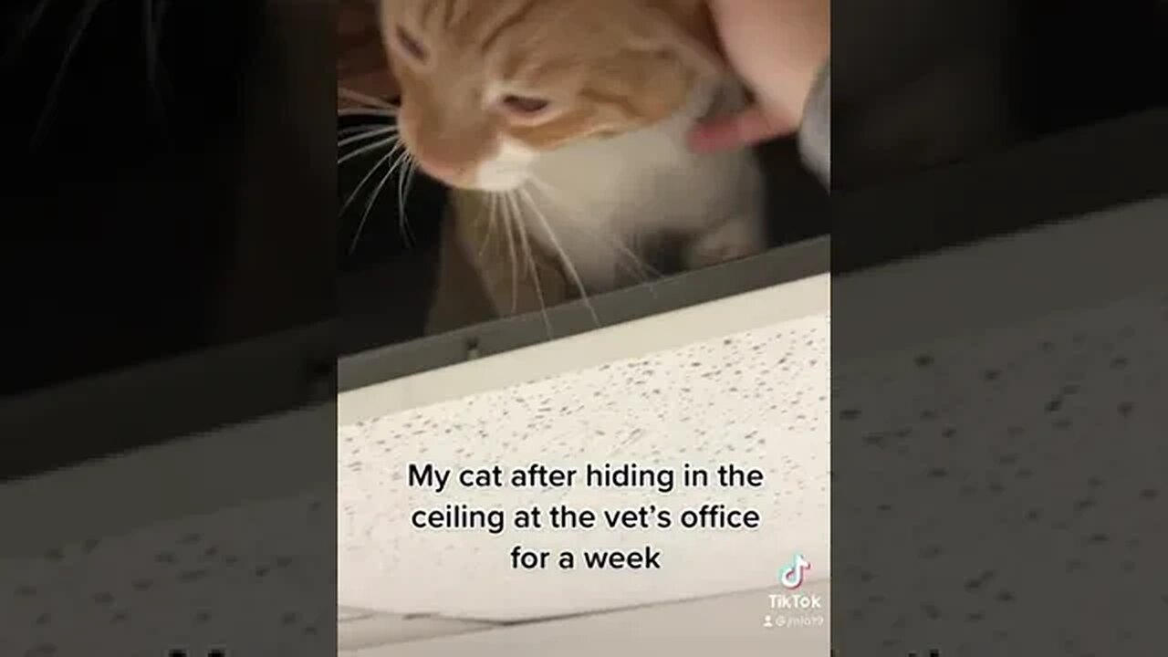 Hiding Cat tiktok jmlo19