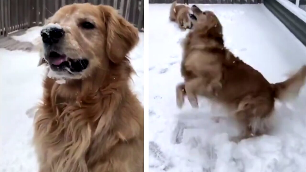 These Golden retrievers are ecstatic to see snow for the first time
