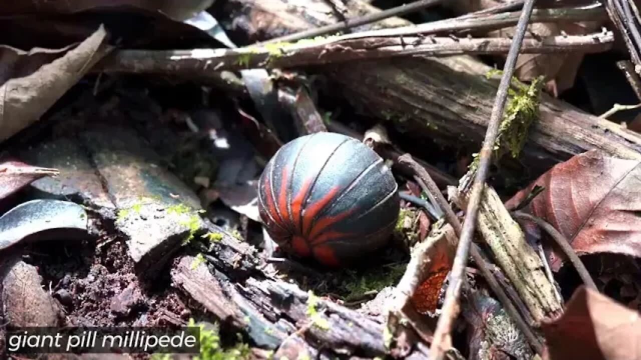 12 === Borneo Death Blow Full Documentary