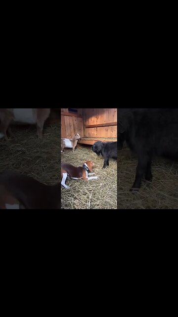 Beagle Puppy playing with Nigerian Dwarf Goats