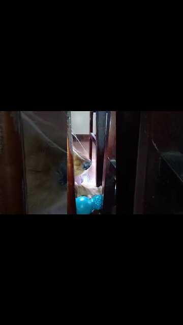 #dogshow , #amimals , #dogs , #shorts