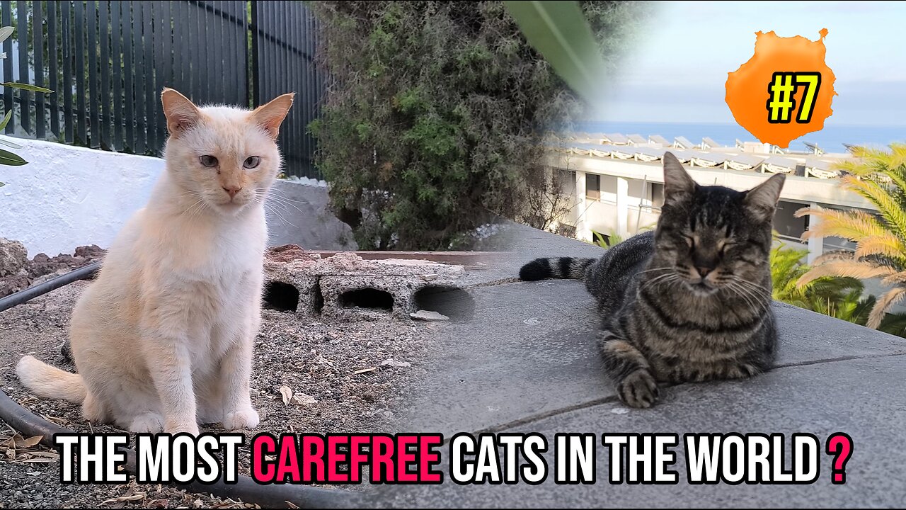 Why Are Street Cats in the Canary Islands So Carefree?🐱