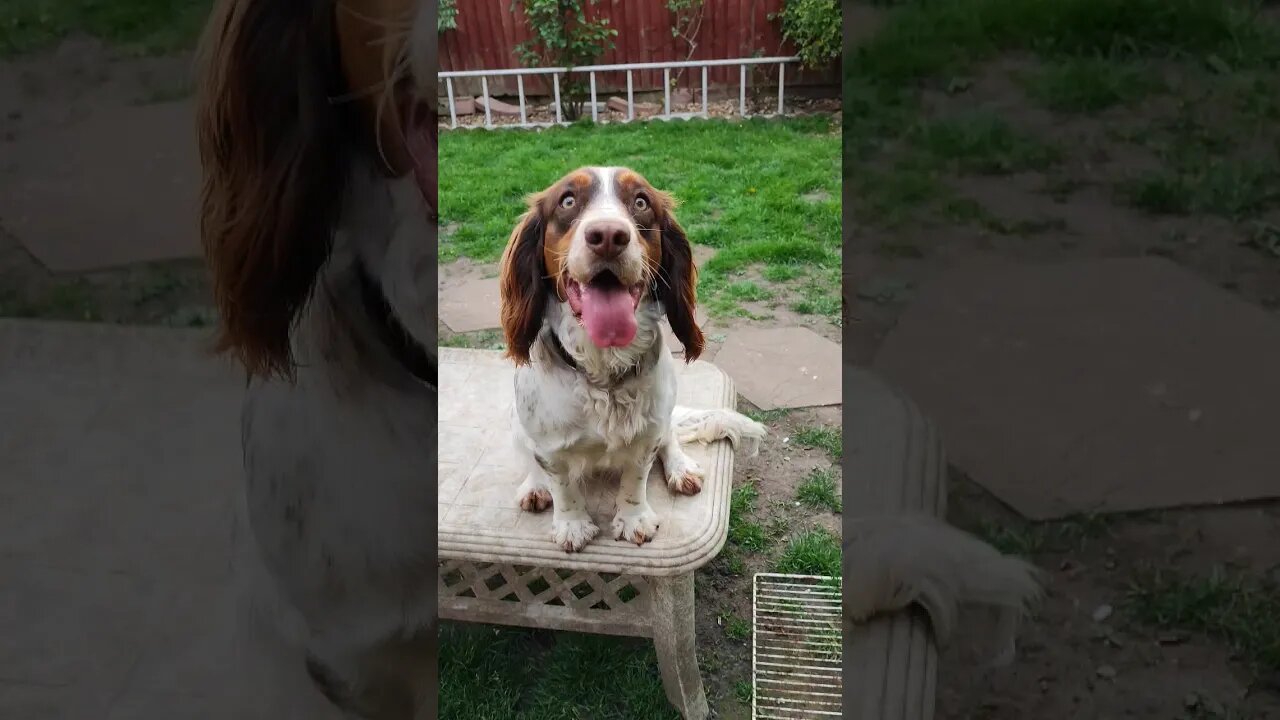 Toffee Table 😊 #springerspaniel #dog #dogs #dogshorts