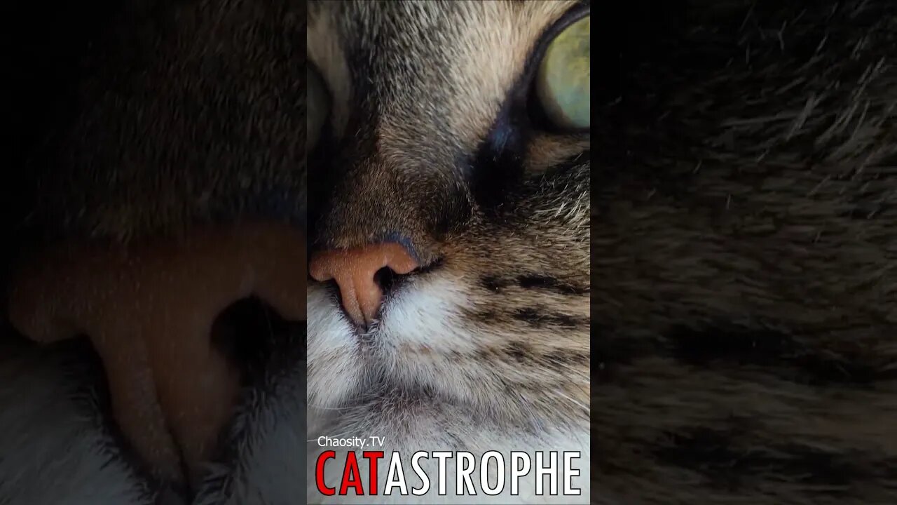 😼 #CATASTROPHE - Tip Tabby🐈
