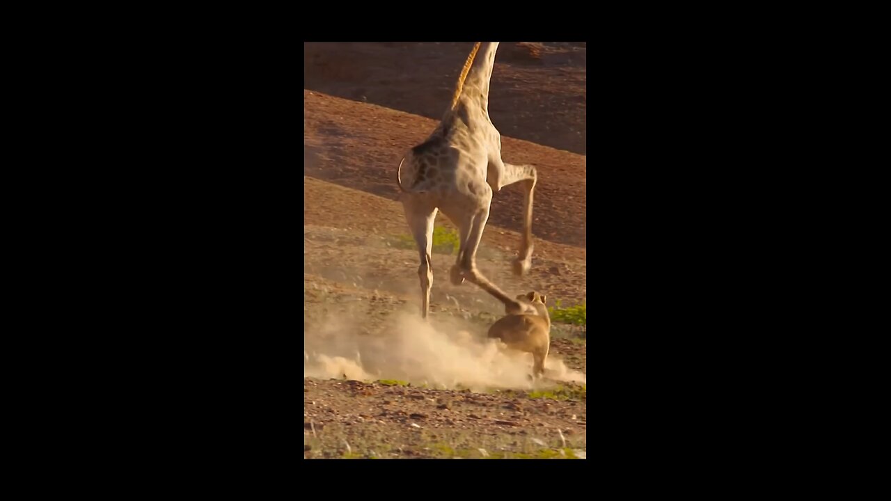 Giraffe 🦒 vs lioness 🦁: Watch as a fearless lioness attempts a daring