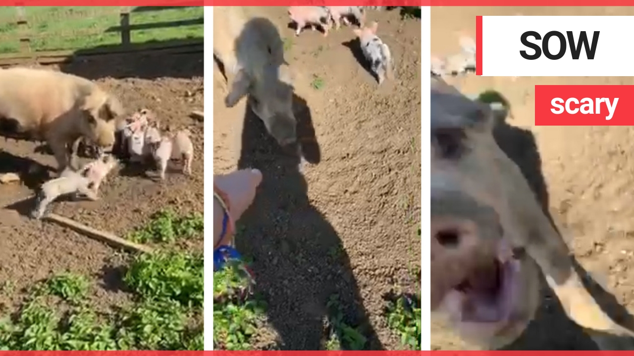 A terrified girl admits a "crazy pig" nearly bit her hand off as she tried to pat its snout