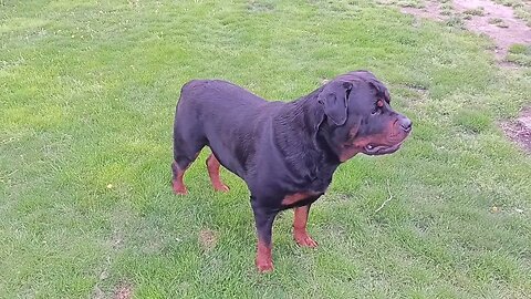 Rottweiler ranger all grown up. 166 lbs now. just like father bugsy .