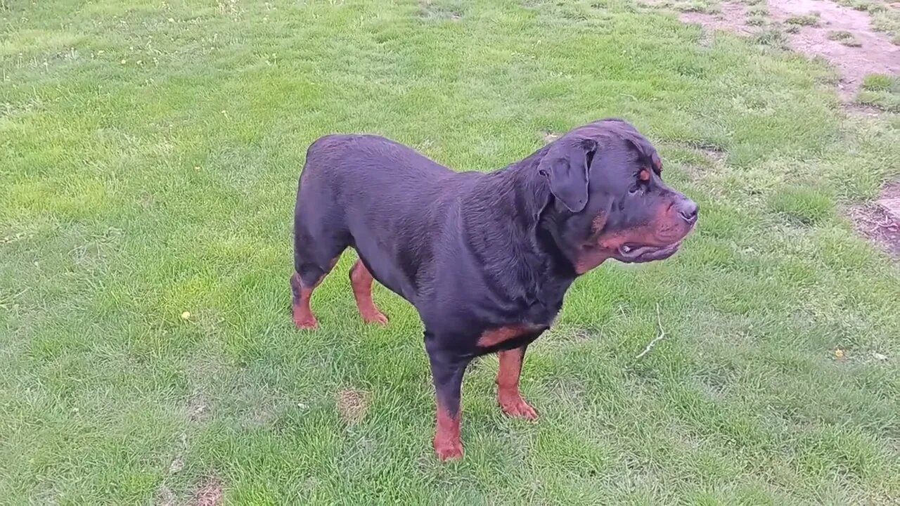 Rottweiler ranger all grown up. 166 lbs now. just like father bugsy .