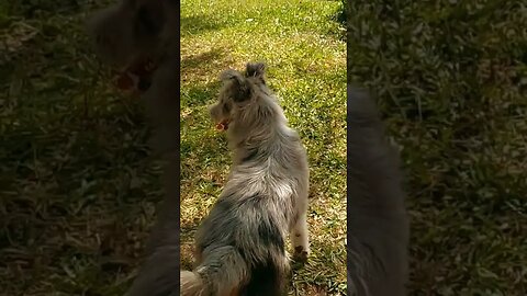 La barra de perritos disfrutando el último día de 2022 #tacuarembó #uruguay