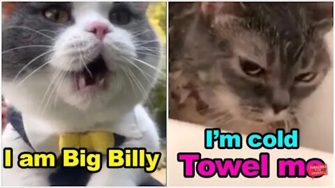 funny cats speaking english, and better than a lot of people